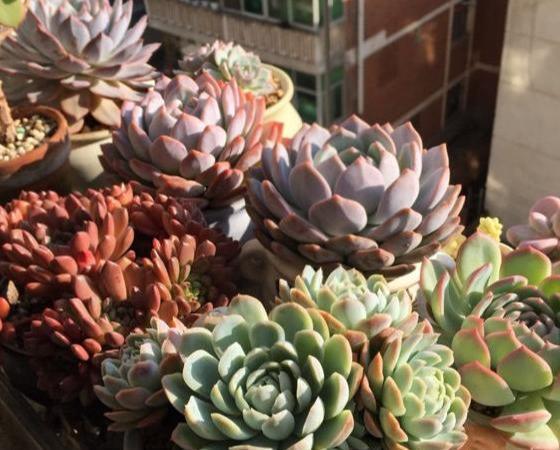 多肉盆具_多肉專用花盆_多肉專用盆