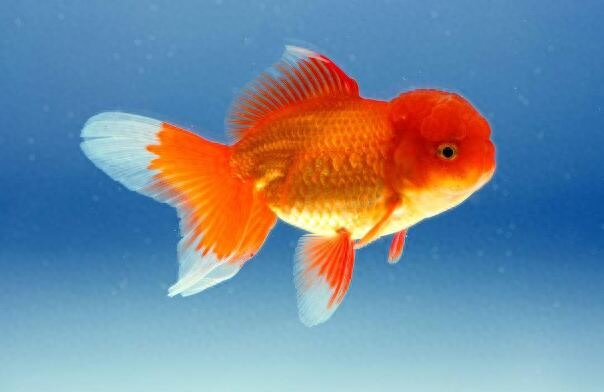 地球10大最適合新手養的冷水觀賞魚，金魚和錦鯉領銜，你養了嗎？