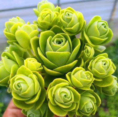 5款“玫瑰系”多肉，不僅顏值高，且好養活，新人也適合