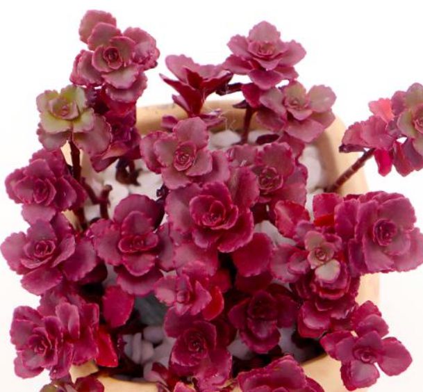 薄葉化妝多肉_多肉植物薄化妝_薄化妝多肉葉子發黃是什么情況