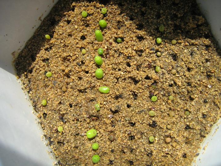 多肉植物的播種