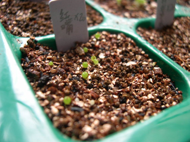 多肉植物的種類_各種多肉植物_種類植物多肉有哪些
