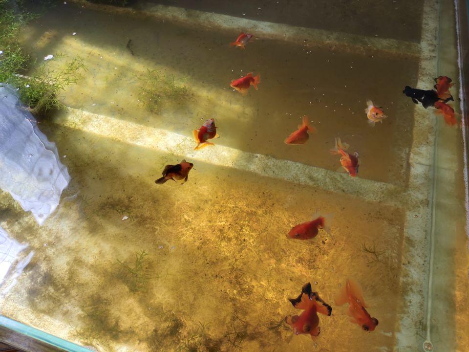 觀賞魚開缸養水方法_養觀賞魚養水怎么養_觀賞魚缸怎么養水