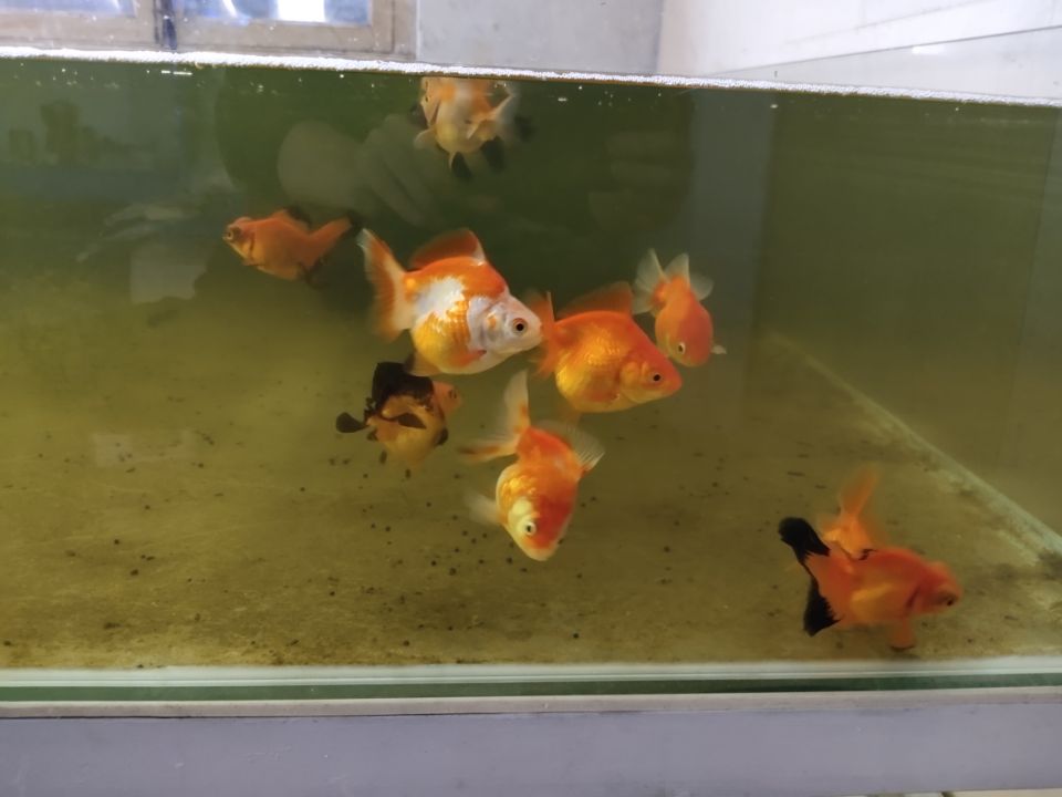 觀賞魚開缸養水方法_養觀賞魚養水怎么養_觀賞魚缸怎么養水