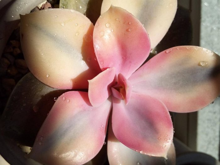 多肉植物算不算是花 紫珍珠，紐倫堡珍珠