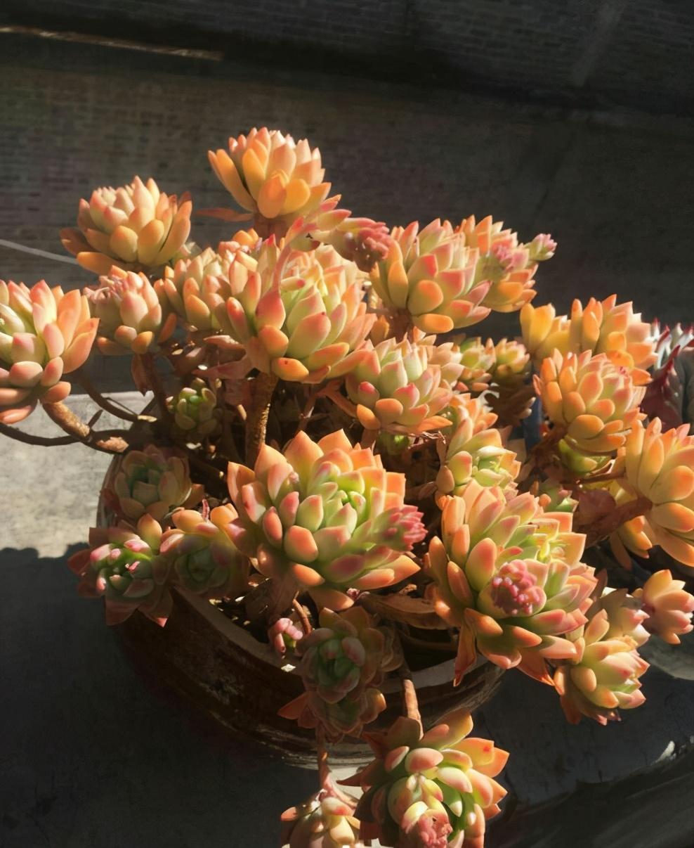 植物多肉怎么養殖方法_植物多肉的圖片_多肉植物怎么