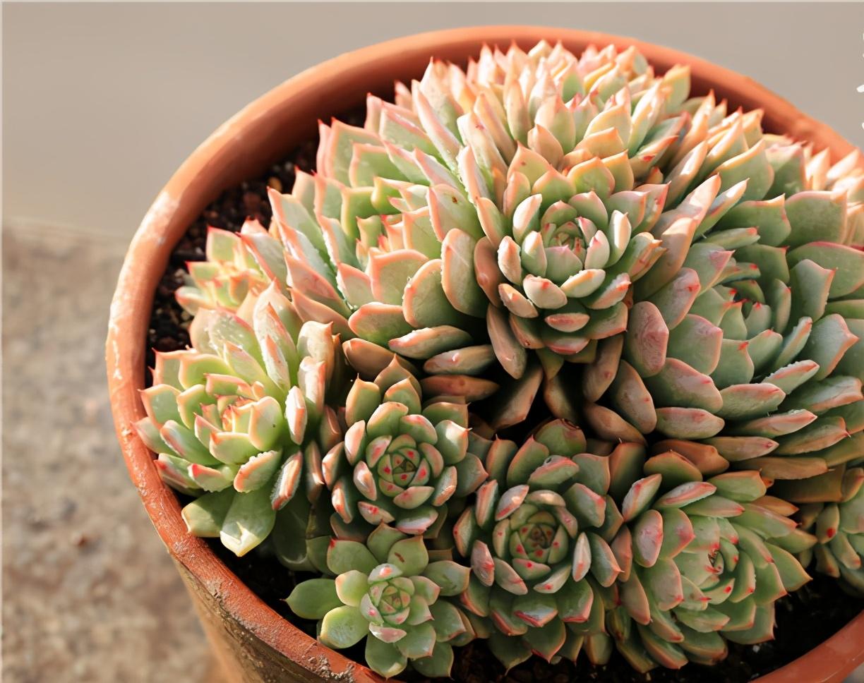 植物多肉的圖片_多肉植物怎么_植物多肉怎么養殖方法