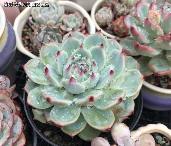 多肉植物的施肥_多肉施肥的作用_給多肉植物施肥有哪些方法