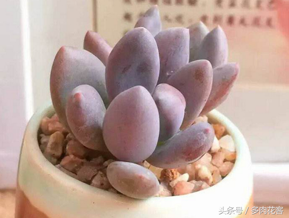 多肉植物教學(xué)視頻_植物多肉如何養(yǎng)殖_玩轉(zhuǎn)多肉植物