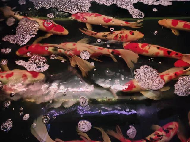 缸養錦鯉會長大嗎_能與錦鯉一起養的觀賞魚_養錦鯉能造景嗎