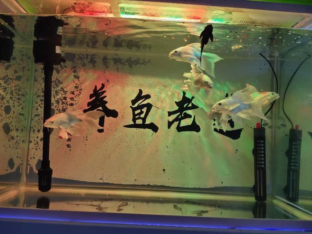 養錦鯉能造景嗎_缸養錦鯉會長大嗎_能與錦鯉一起養的觀賞魚