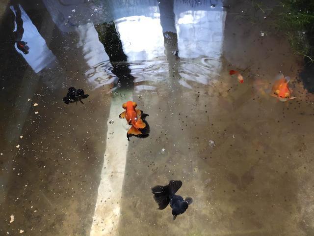 能與錦鯉一起養的觀賞魚_養錦鯉能造景嗎_缸養錦鯉會長大嗎