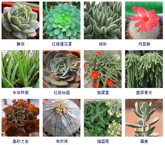 多肉植物的來源地_多肉剛來的時候怎么弄_多肉植物哪里來的
