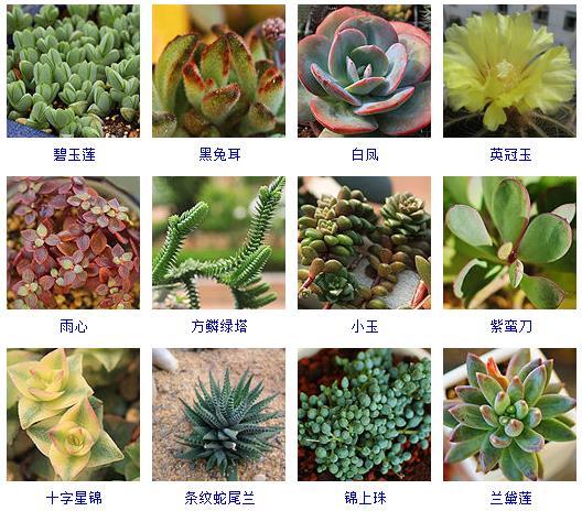 多肉植物的來源地_多肉植物哪里來的_多肉剛來的時候怎么弄