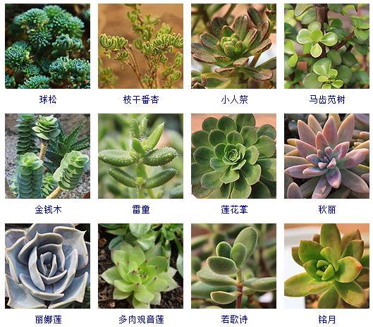 多肉植物哪里來的_多肉剛來的時候怎么弄_多肉植物的來源地