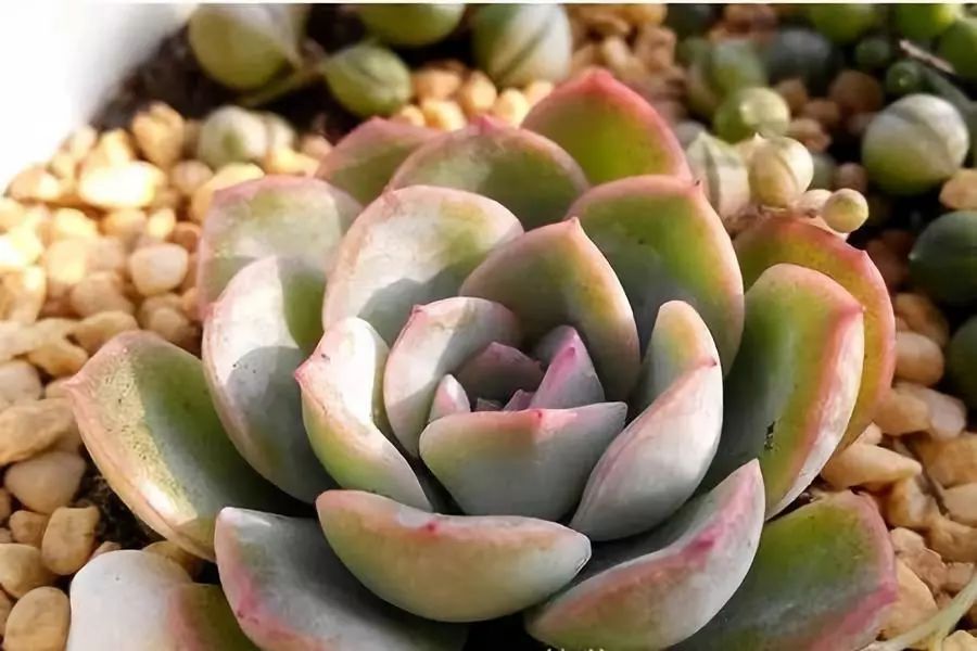 南北方多肉植物越冬，做好這幾點輕松搞定！