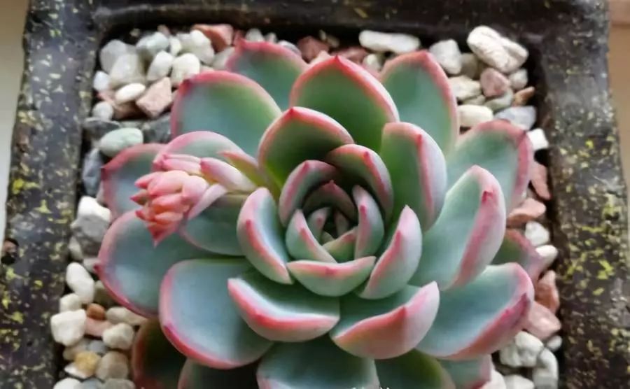 南方冬天多肉植物怎樣過冬_南方的冬天怎么養多肉_多肉在南方冬天怎么養