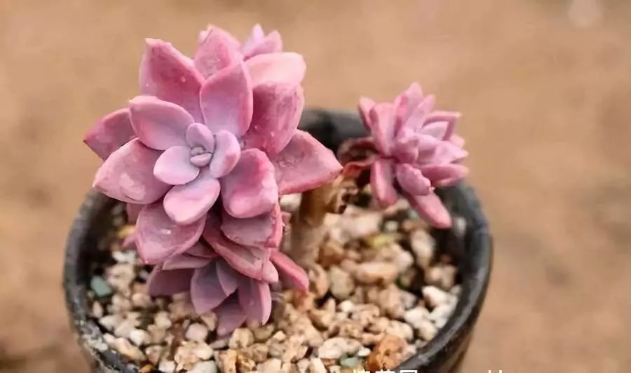 南方冬天多肉植物怎樣過冬_多肉在南方冬天怎么養_南方的冬天怎么養多肉