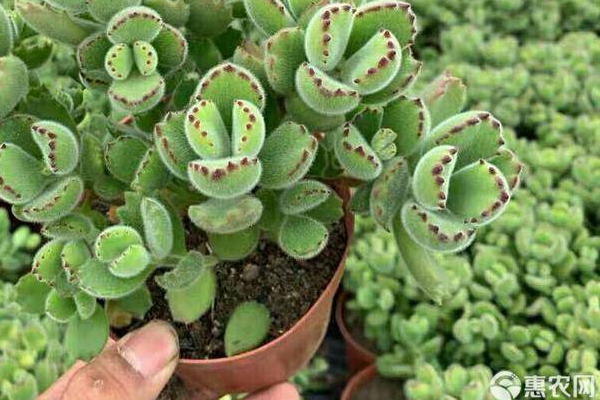 怎樣給多肉植物施肥_施肥植物多肉好養嗎_多肉施肥