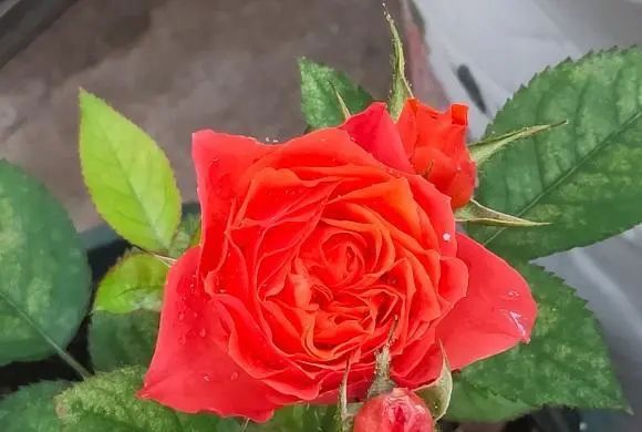 多肉植物算不算花_多肉算花還是算草_多肉植物算花嗎