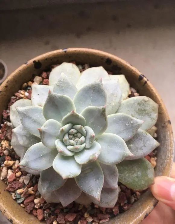 多肉植物算花嗎_多肉植物算不算花_多肉算花還是算草