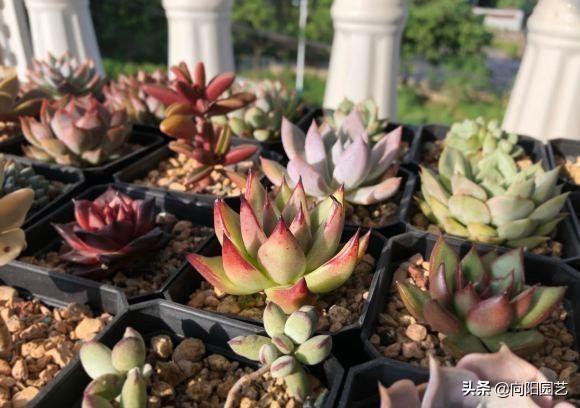 家養(yǎng)多肉植物哪種好_家養(yǎng)多肉什么品種好_家庭養(yǎng)多肉植物好不好