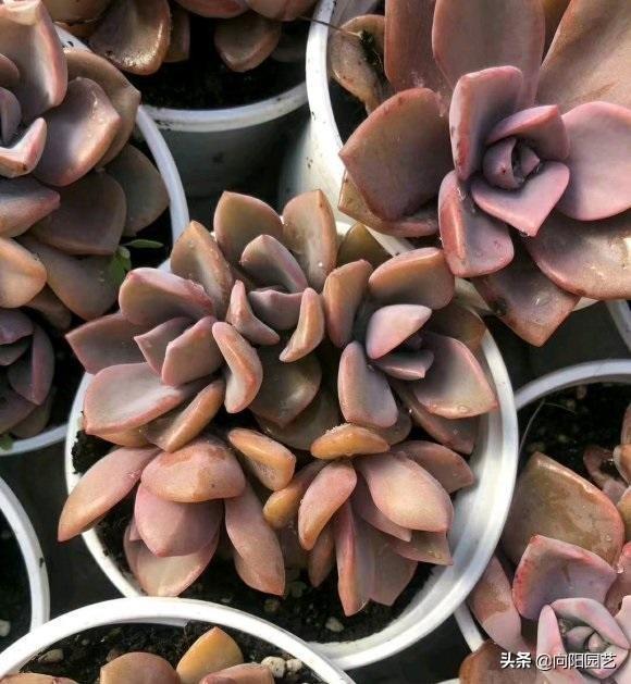 家養(yǎng)多肉什么品種好_家庭養(yǎng)多肉植物好不好_家養(yǎng)多肉植物哪種好