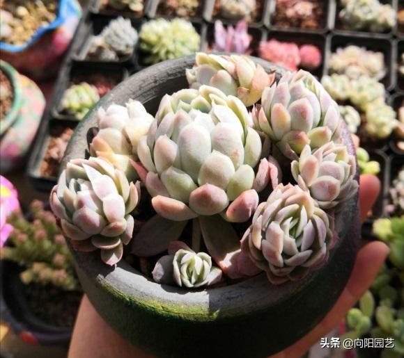 家養(yǎng)多肉什么品種好_家庭養(yǎng)多肉植物好不好_家養(yǎng)多肉植物哪種好