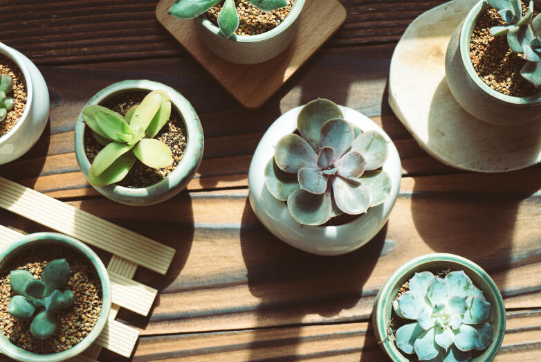 自帶香味的多肉有哪些？多肉的香都是什么味的？