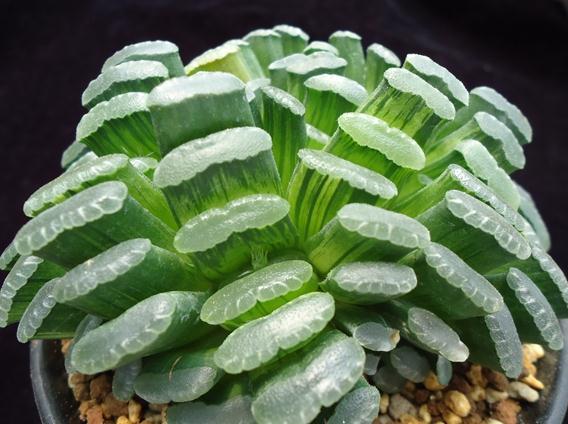 盤點最貴的“5種”多肉，買一盆，兩個月工資沒了