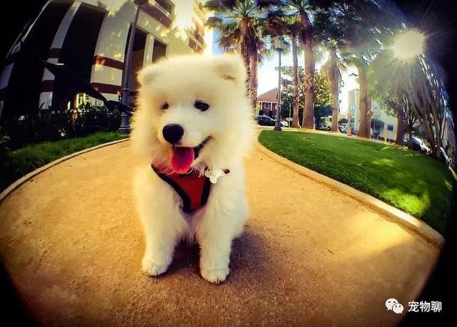 狗狗可以吃什么蔬菜_狗狗蔬菜吃可以補鈣嗎_狗狗吃蔬菜水果嗎