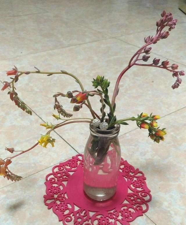 開花的多肉植物_開花植物多肉圖片_多肉植物 開花