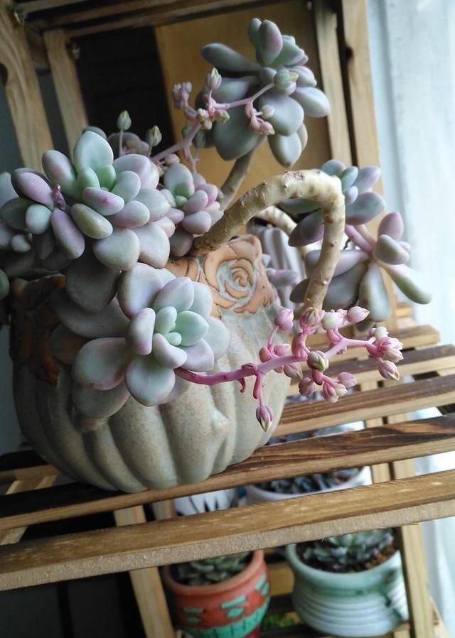 開花植物多肉圖片_開花的多肉植物_多肉植物 開花