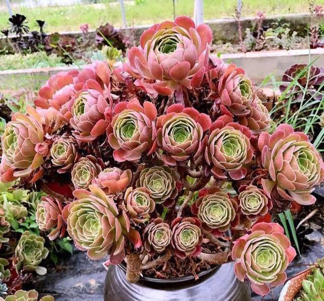 多肉植物 開花_開花植物多肉圖片_開花的多肉植物