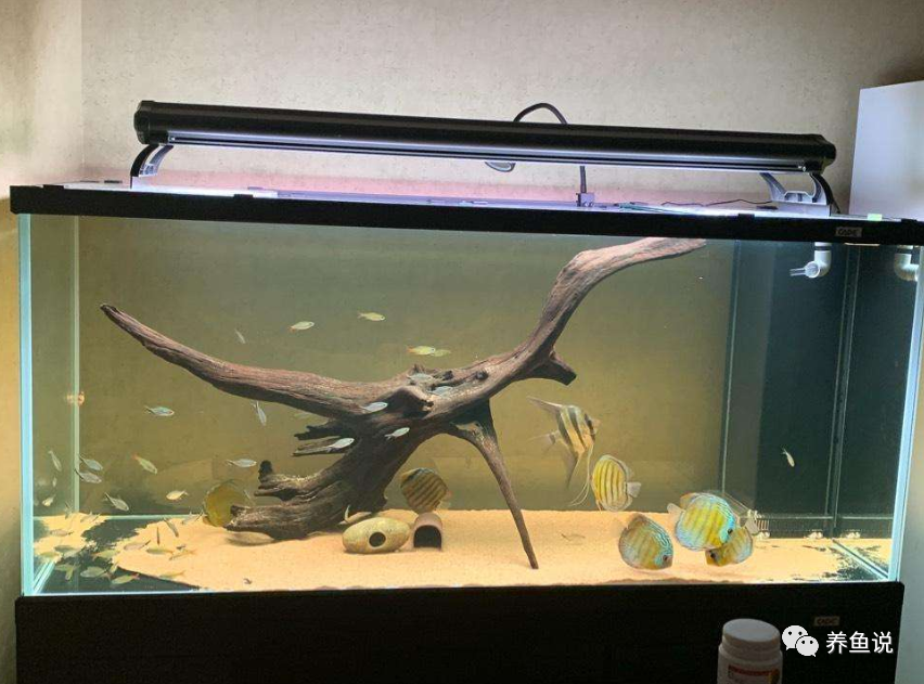 辟謠：魚(yú)缸看上去水清干凈，觀賞魚(yú)就能養(yǎng)好？真相可不是這樣