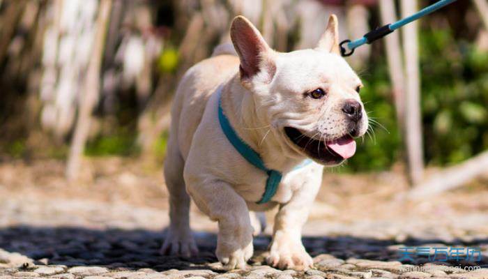 好聽的狗狗名字男_超好聽的男狗狗名_好聽狗狗名字男生