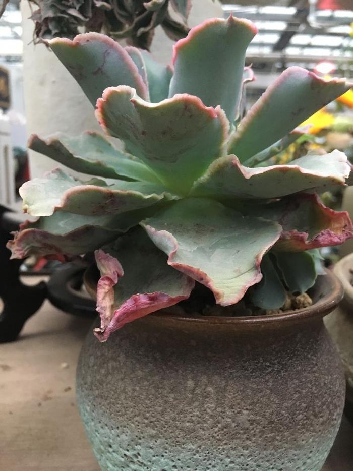 多肉藍(lán)玫瑰圖片_多肉藍(lán)玫瑰怎么養(yǎng)_玫瑰養(yǎng)藍(lán)多肉怎么養(yǎng)