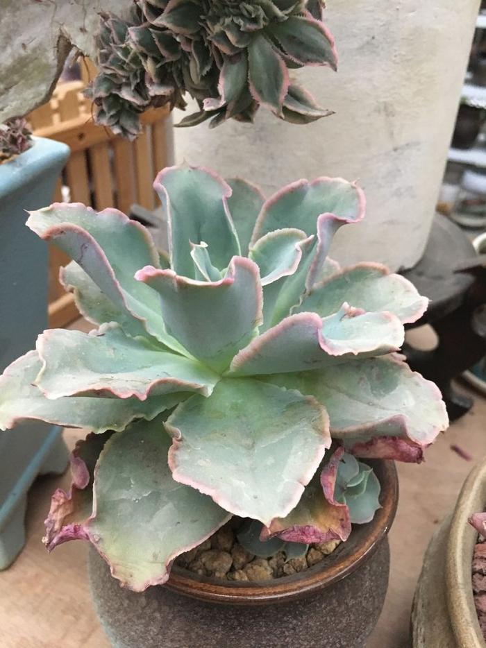 玫瑰養(yǎng)藍(lán)多肉怎么養(yǎng)_多肉藍(lán)玫瑰怎么養(yǎng)_多肉藍(lán)玫瑰圖片