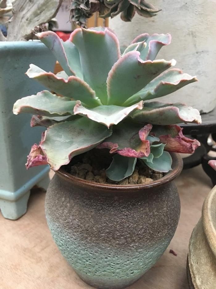 玫瑰養(yǎng)藍(lán)多肉怎么養(yǎng)_多肉藍(lán)玫瑰圖片_多肉藍(lán)玫瑰怎么養(yǎng)