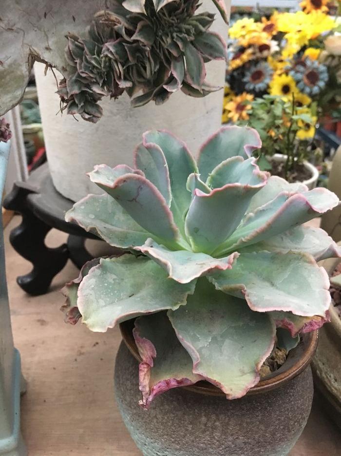 多肉藍(lán)玫瑰怎么養(yǎng)_玫瑰養(yǎng)藍(lán)多肉怎么養(yǎng)_多肉藍(lán)玫瑰圖片