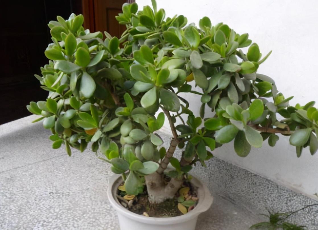 養多肉適合家里擺放嗎_多肉適合家養嗎_哪些多肉適合家里養