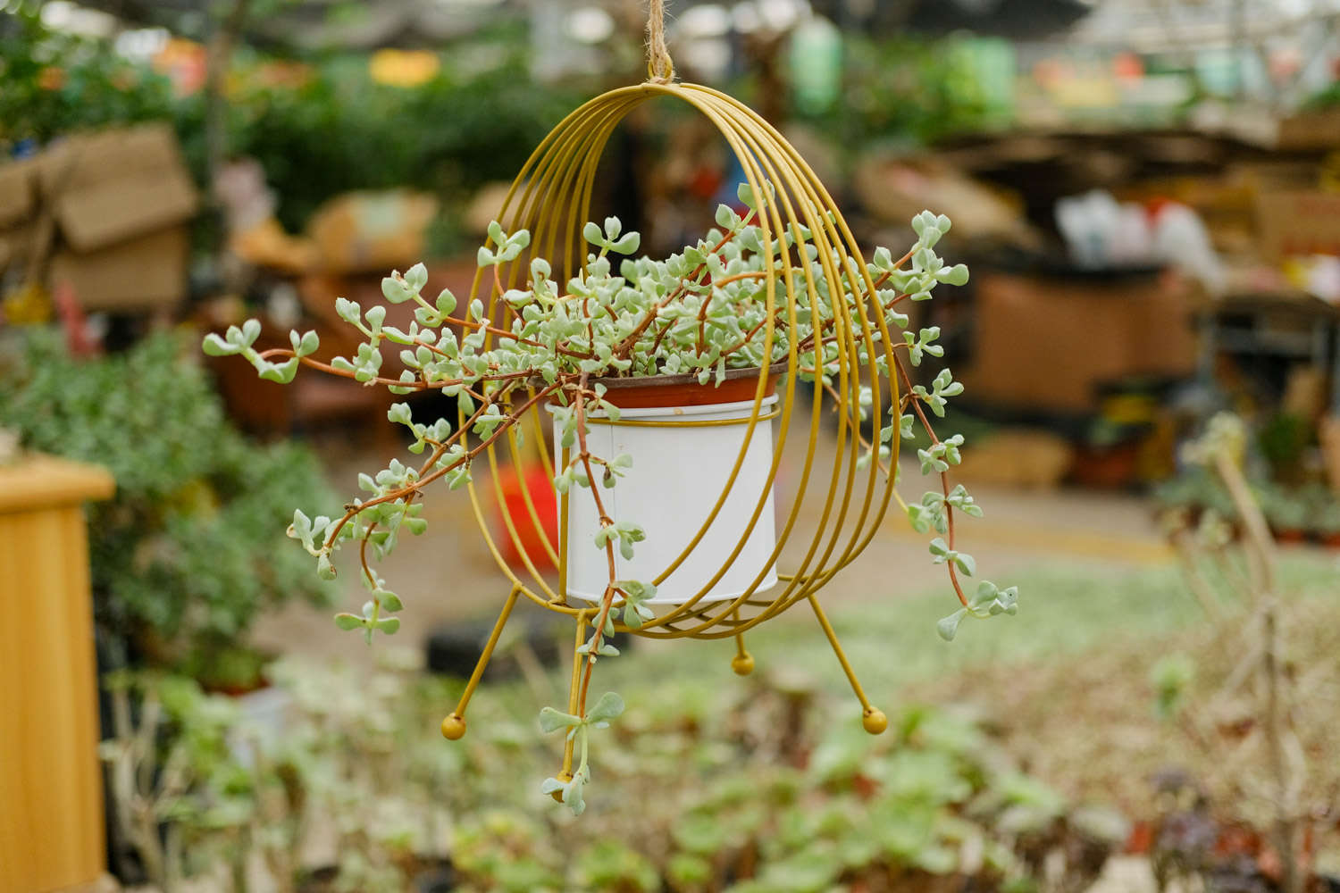 玫瑰養(yǎng)多肉白菜好嗎_多肉白玫瑰怎么養(yǎng)_玫瑰養(yǎng)多肉白花好嗎