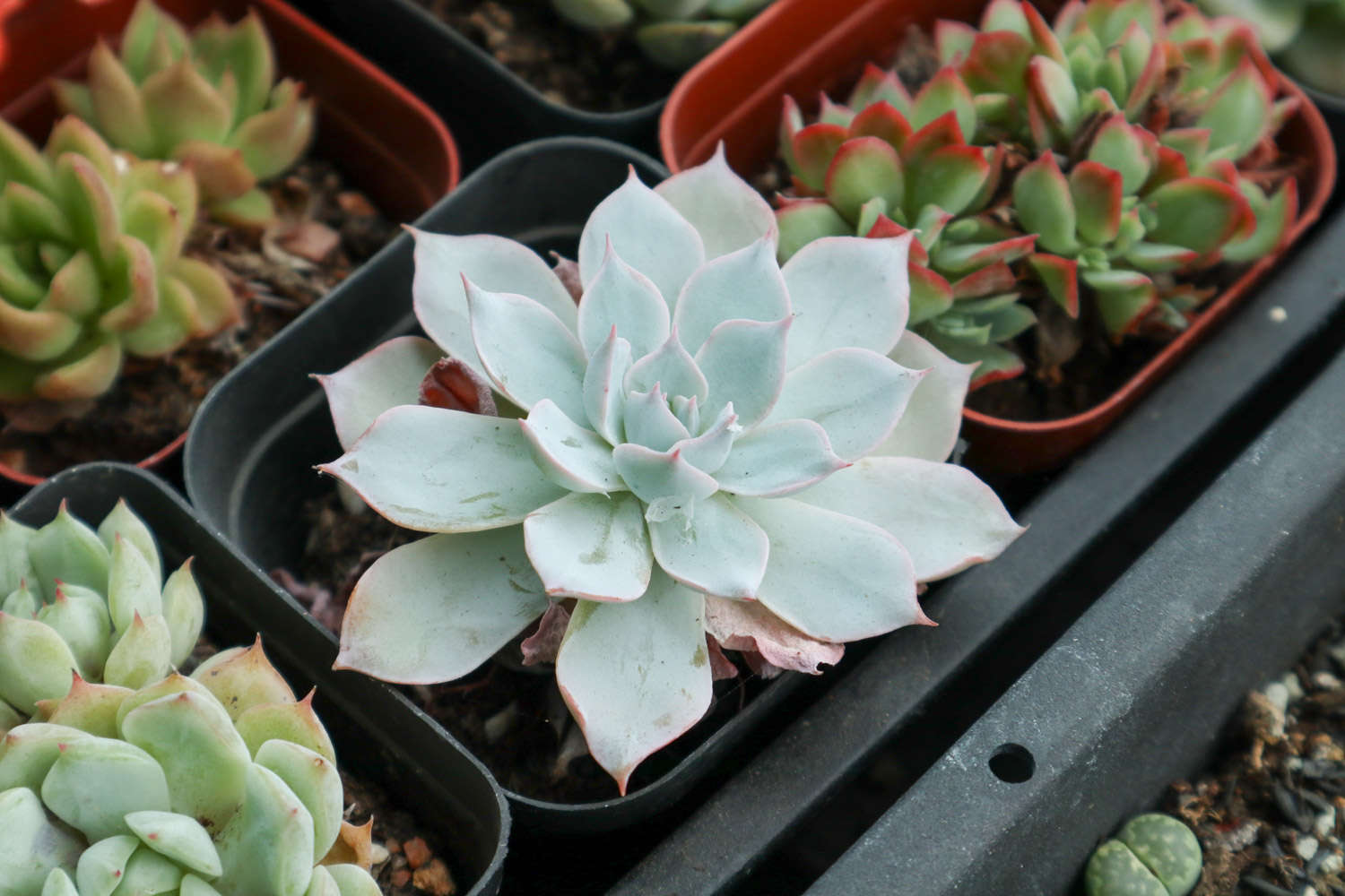 玫瑰養(yǎng)多肉白花好嗎_多肉白玫瑰怎么養(yǎng)_玫瑰養(yǎng)多肉白菜好嗎