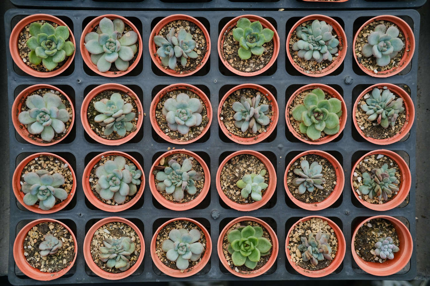 玫瑰養(yǎng)多肉白菜好嗎_多肉白玫瑰怎么養(yǎng)_玫瑰養(yǎng)多肉白花好嗎