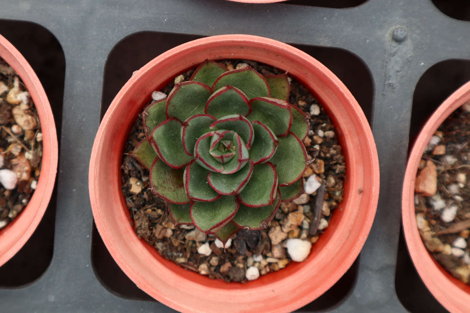 玫瑰養(yǎng)多肉白菜好嗎_玫瑰養(yǎng)多肉白花好嗎_多肉白玫瑰怎么養(yǎng)