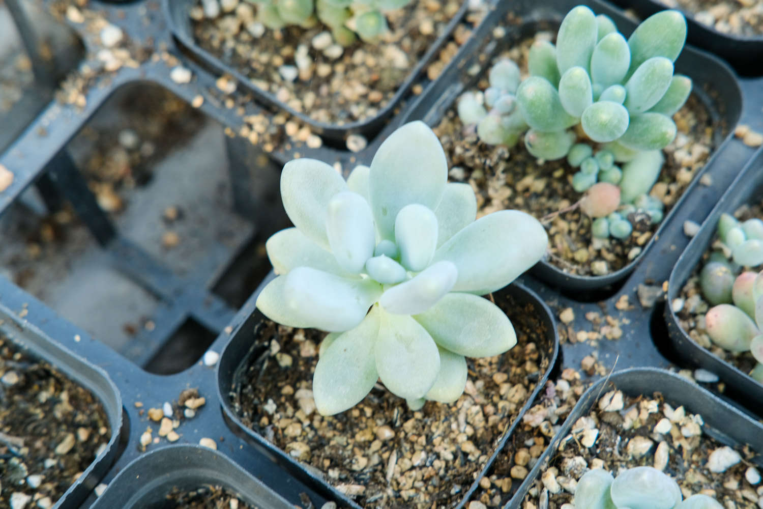 玫瑰養(yǎng)多肉白花好嗎_多肉白玫瑰怎么養(yǎng)_玫瑰養(yǎng)多肉白菜好嗎