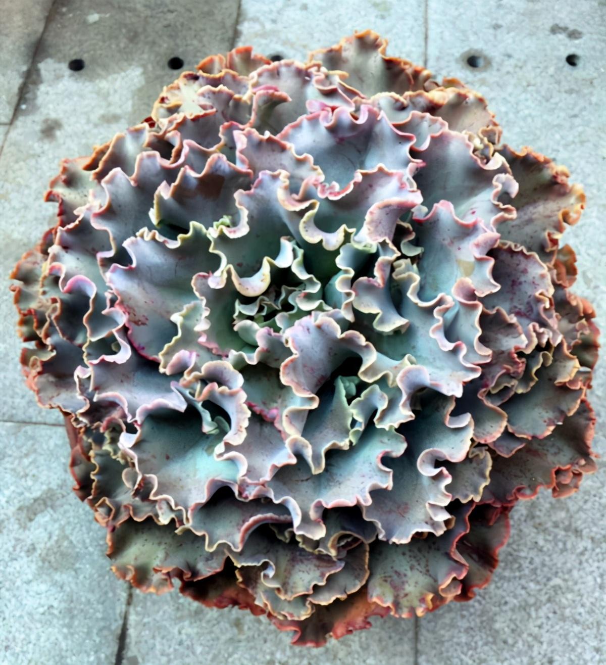 以上多肉植物_植物多肉以上怎么養(yǎng)_多肉植物多少種類(lèi)