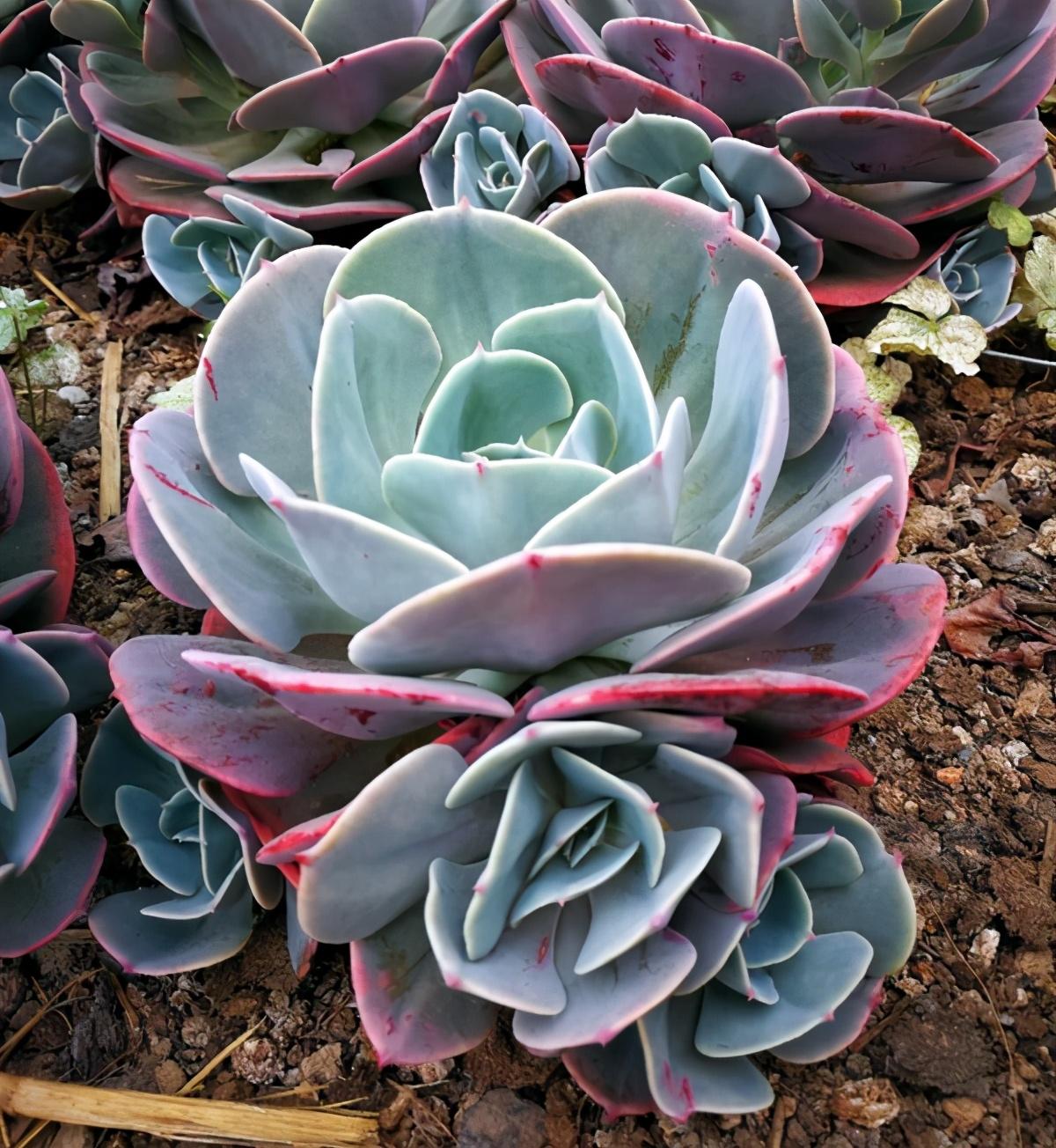 植物多肉以上怎么養(yǎng)_多肉植物多少種類(lèi)_以上多肉植物