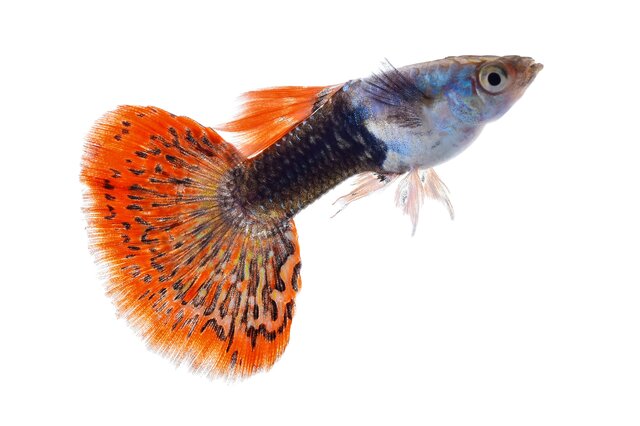 十大孔雀魚品種排名 最受歡迎的孔雀魚品種 哪種孔雀魚好看又好養(yǎng)