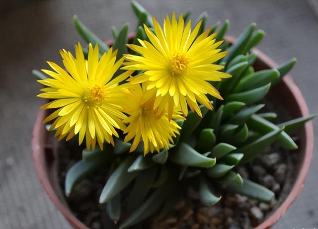 開(kāi)花的多肉植物有哪些_多肉開(kāi)花的植物_開(kāi)花植物多肉有毒嗎